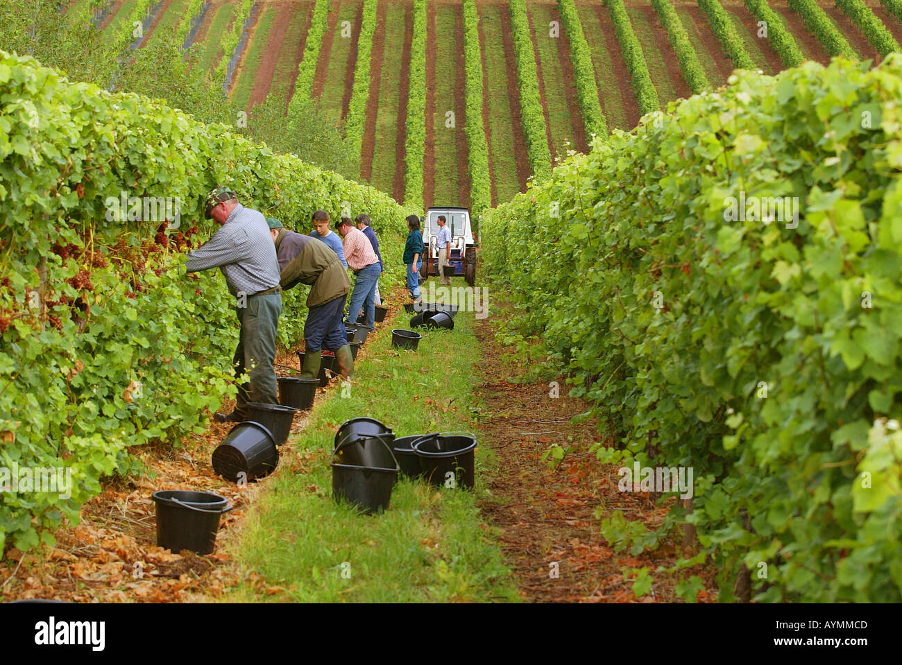 Grape picking at Manstree Vineyard Shillingford St near Exeter