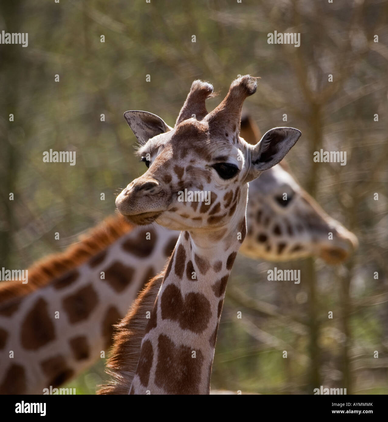 Rothchild giraffes,England,UK Stock Photo