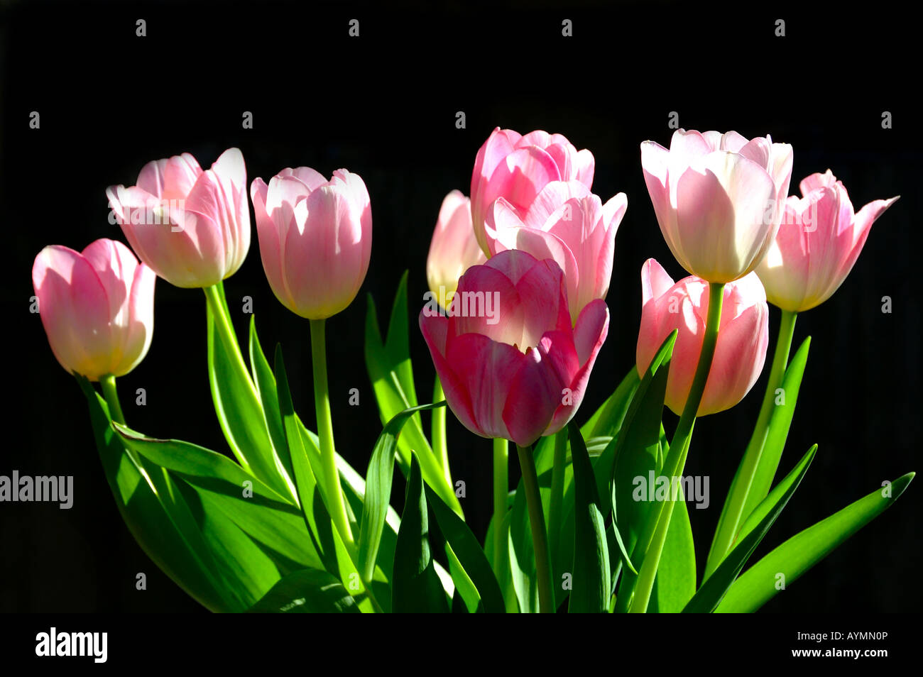 Pink tulip hi-res stock photography and images - Alamy