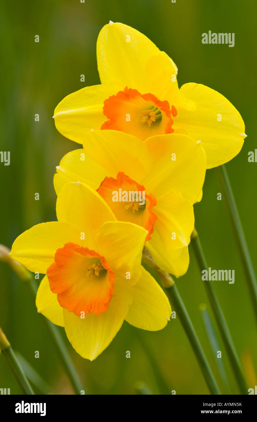 Daffodils growing in Welsh countryside Wales UK EU Stock Photo