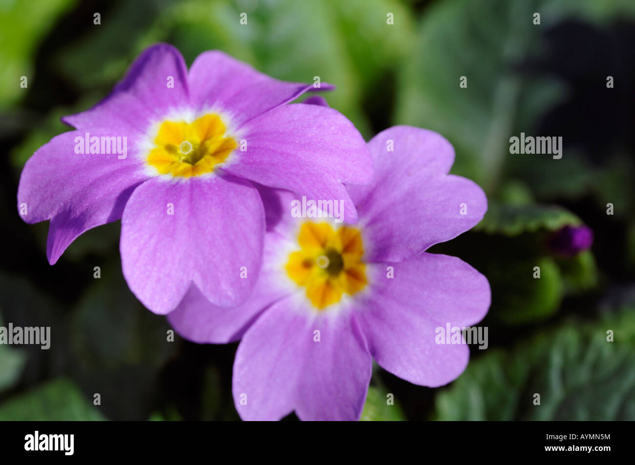 primula vulgaris subsp sibthorpii flowers purple yellow eye centre set against a green leafy leaf background Stock Photo