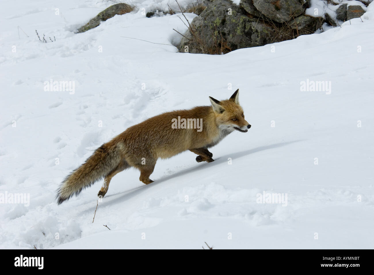 fox foxes red Vulpes vulpes canidae mammal mountain winter snow snowfall wood Italy volpe rossa Vulpes vulpes canidi mammiferi m Stock Photo