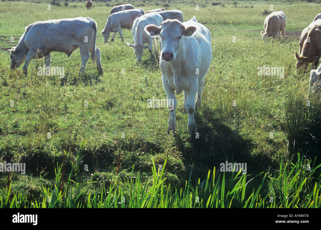 Group of white champagne and pale brown bullocks and heifers in rough pasture edged by reedy ditch backlit by summer sun Stock Photo