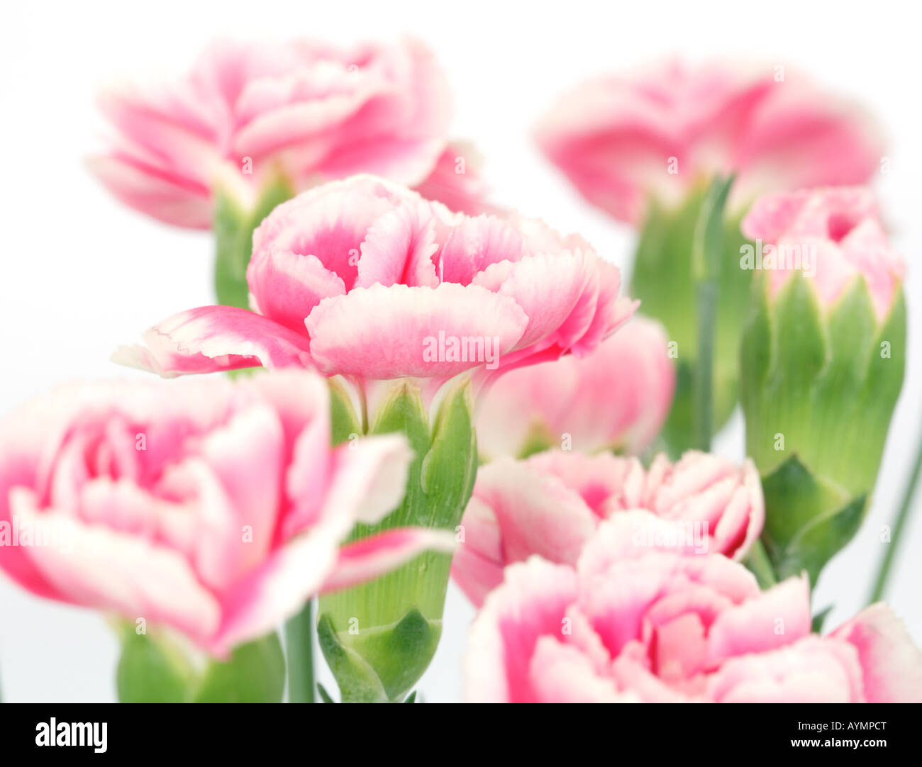 beautiful pink carnation on white background Stock Photo - Alamy