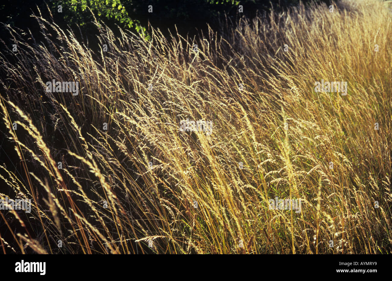 Close up of stems and seedheads of Red or Creeping fescue or Festuca ...