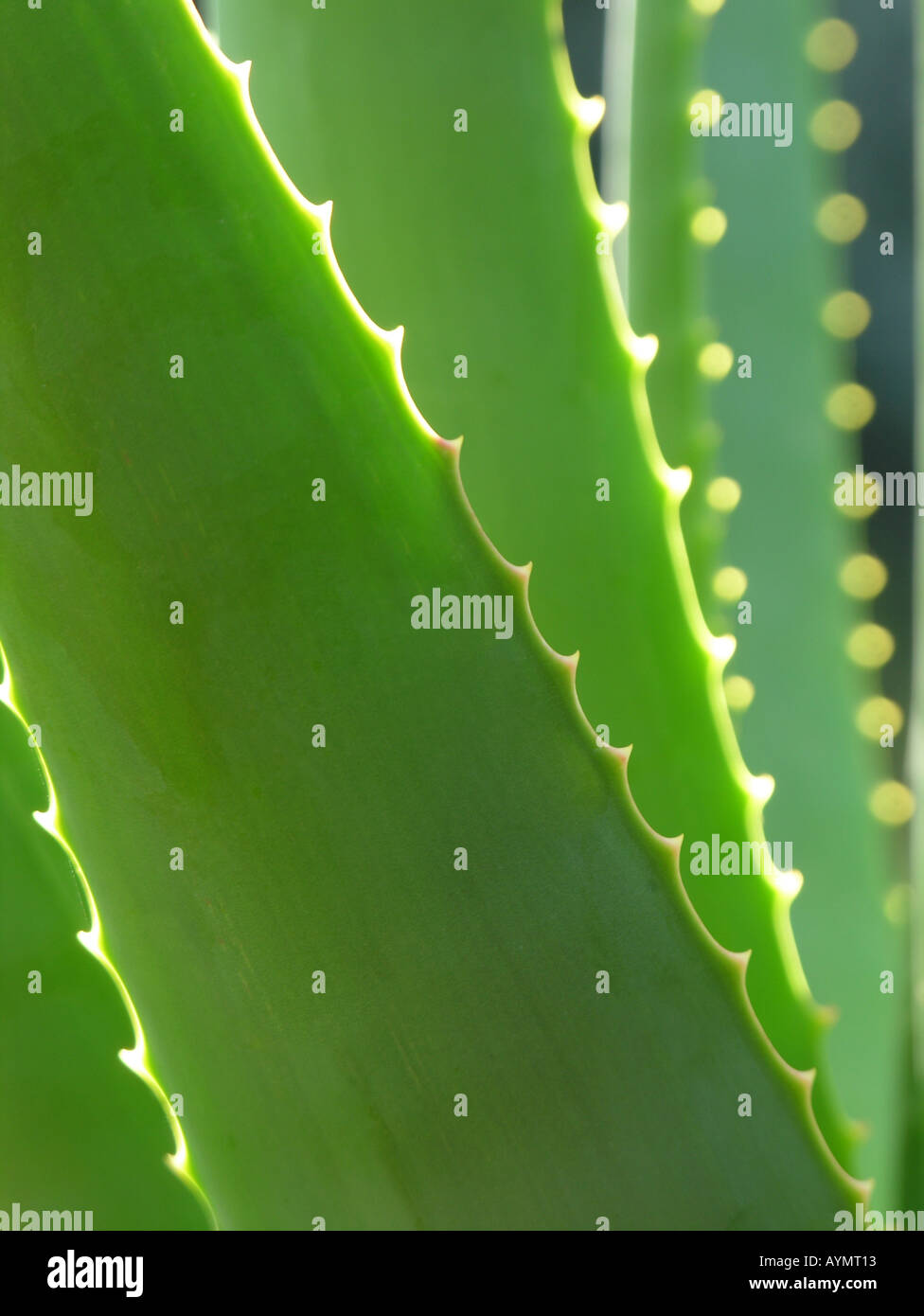 Aloe vera leaves Stock Photo