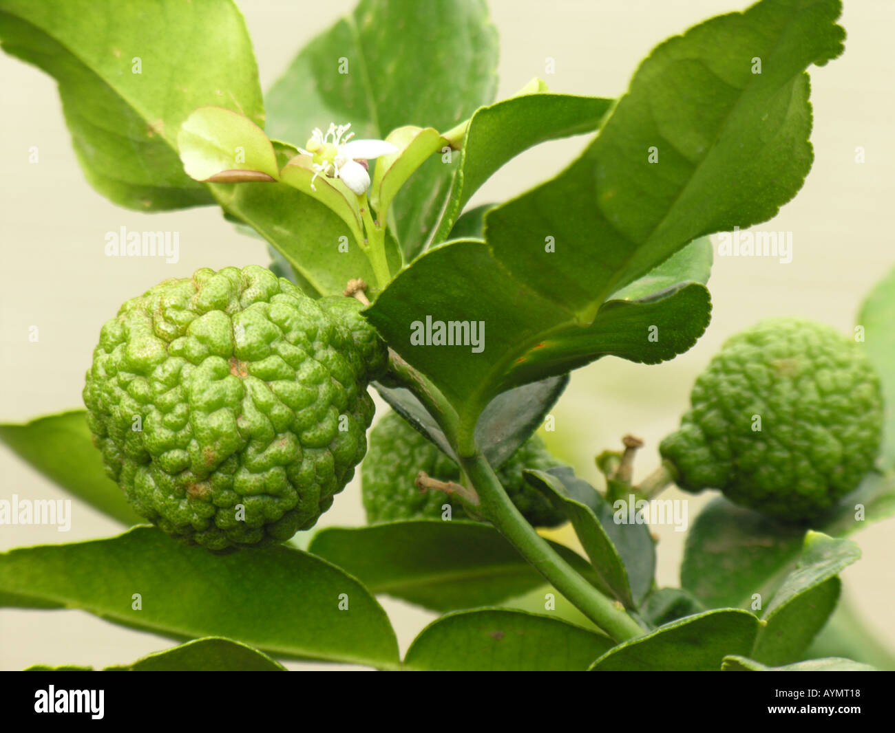 Citrus kaffir lime hi-res stock photography and images - Alamy