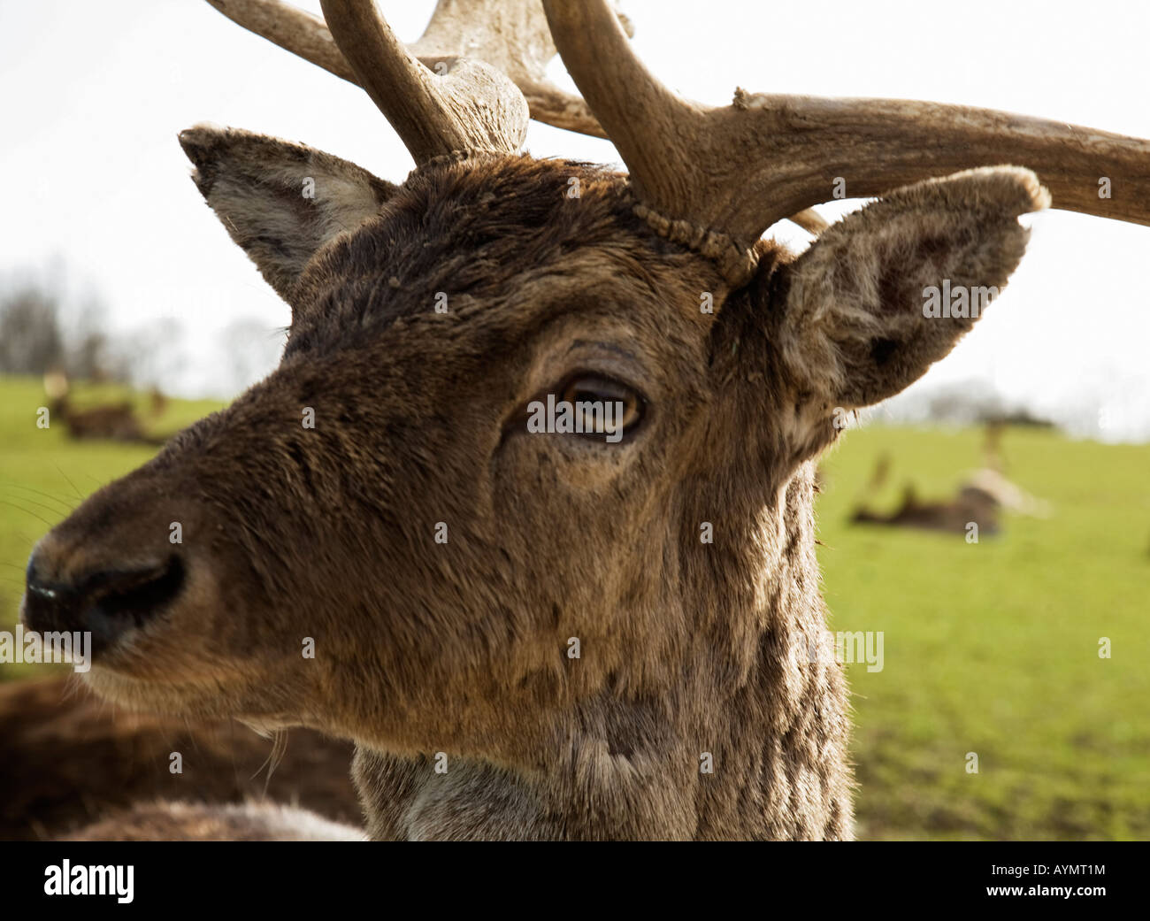 Deer face,England,UK Stock Photo