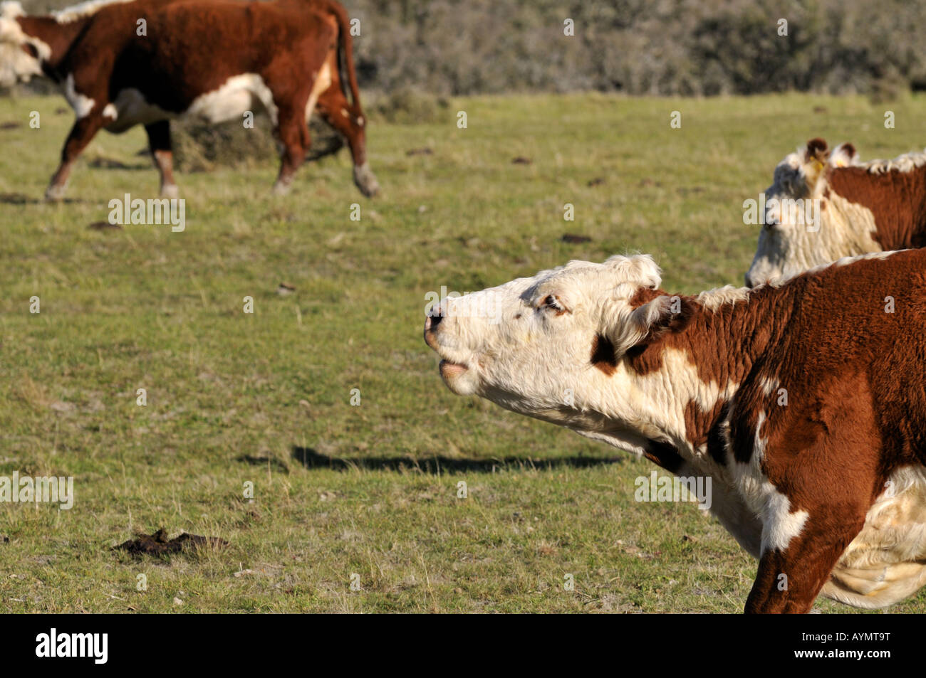Hereford cattles in North Canterbury South Island New Zealand Stock Photo