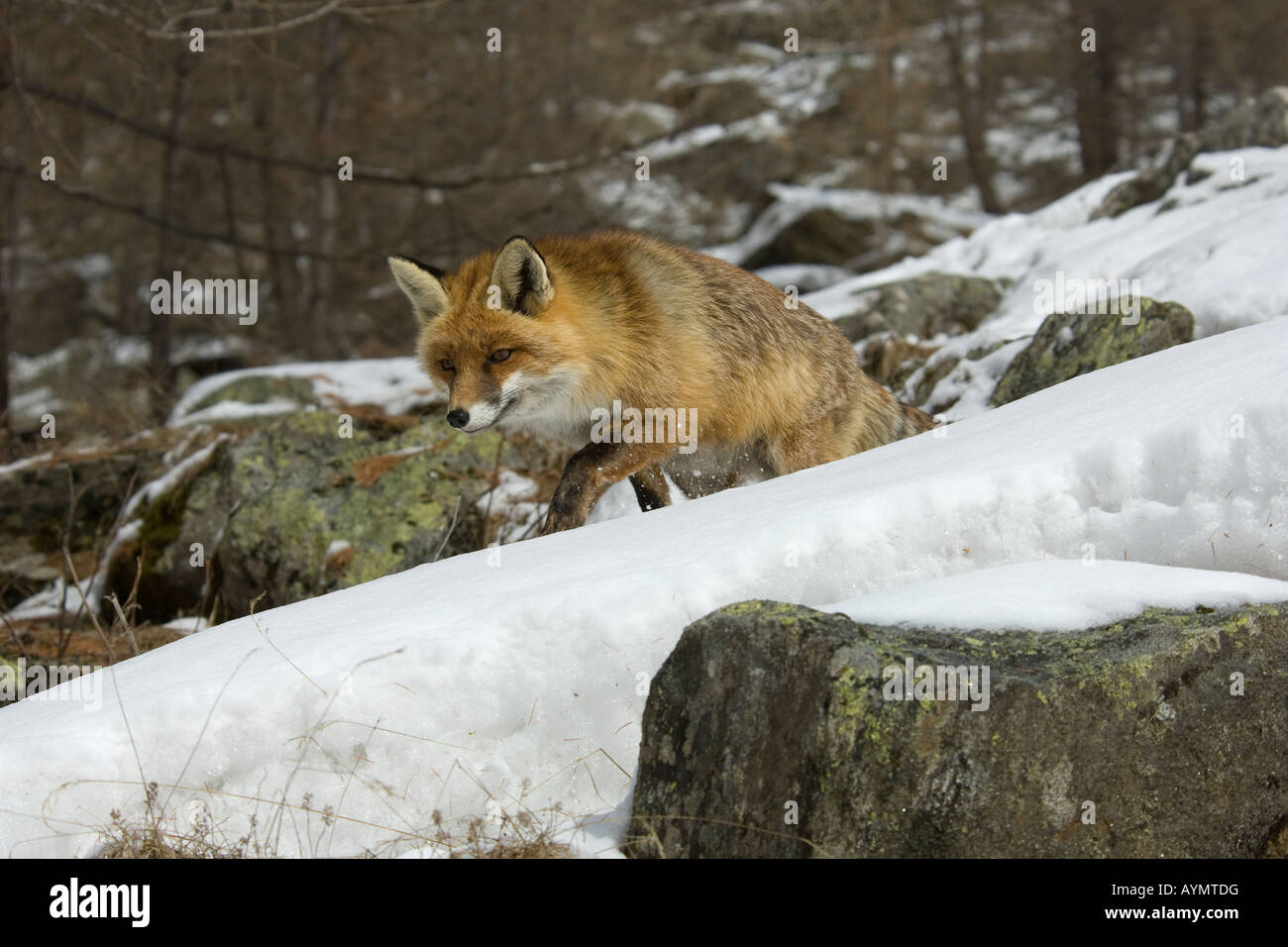 fox foxes red Vulpes vulpes canidae mammal mountain winter snow snowfall wood Italy volpe rossa Vulpes vulpes canidi mammiferi m Stock Photo