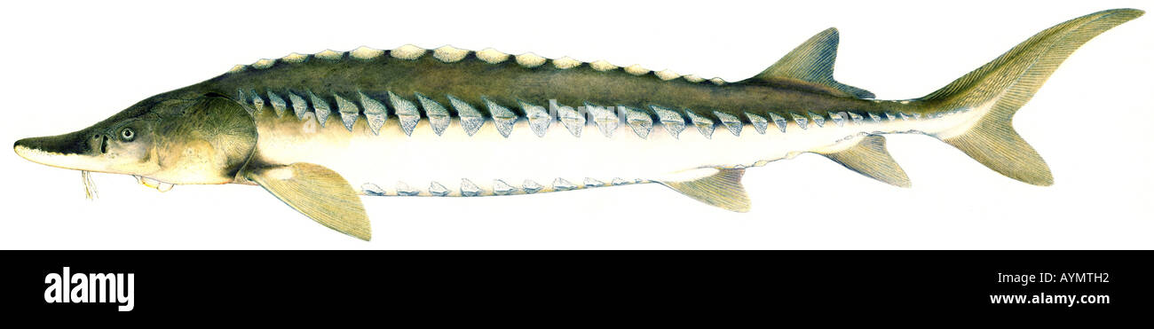 European Sea Sturgeon, Common Sturgeon, Baltic Sturgeon (Acipenser sturio), drawing Stock Photo