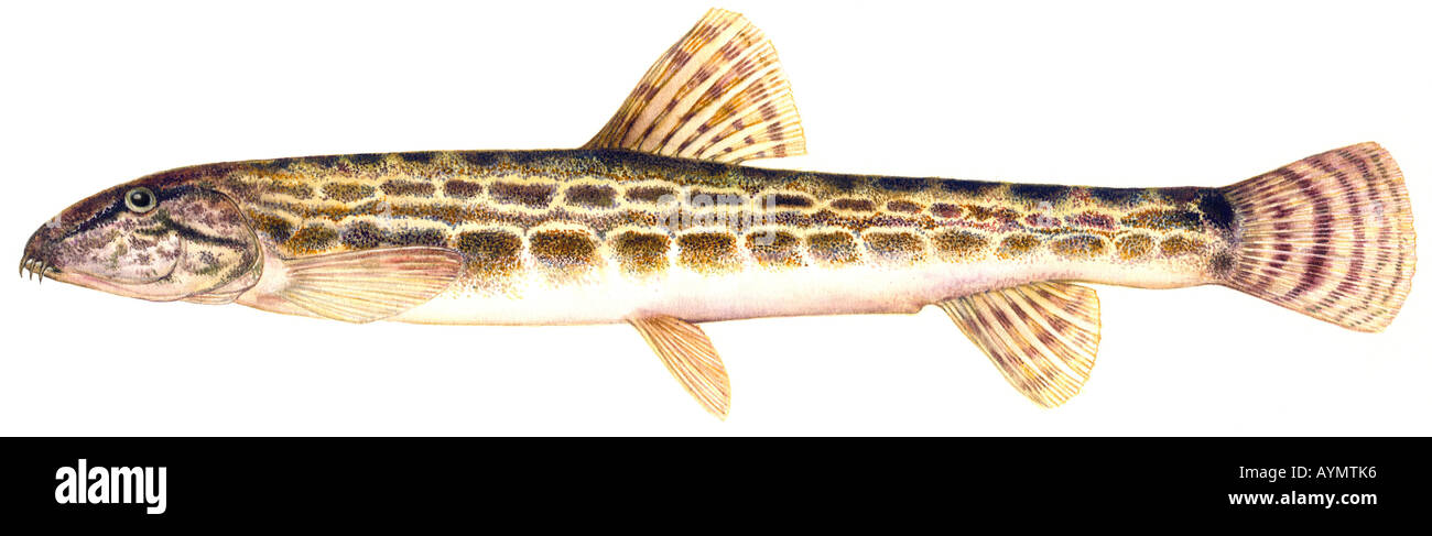 Spined Loach Cobitis taenia drawing Stock Photo
