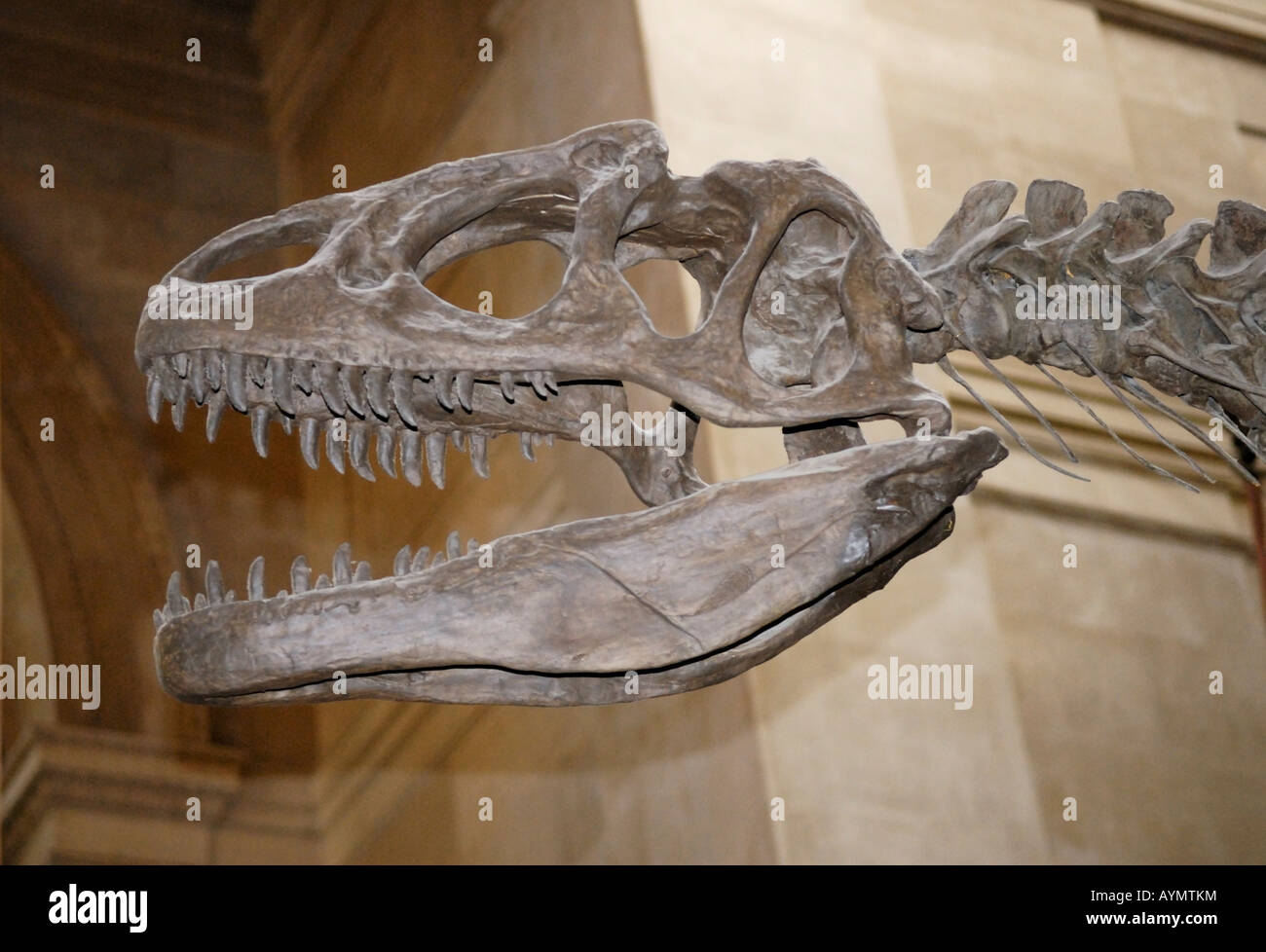 Allosaurus skull American Museum of Natural History New York Stock Photo