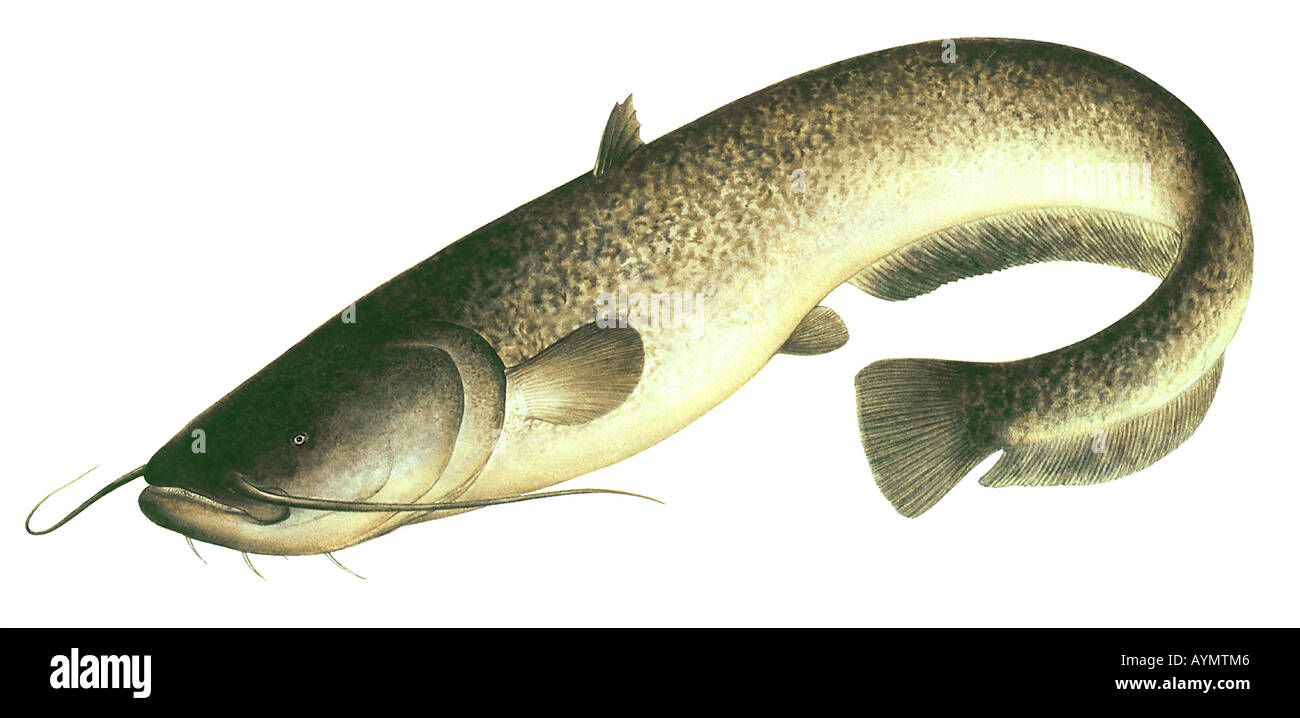 European Catfish, Wels Catfish (Silurus glanis). drawing Stock Photo