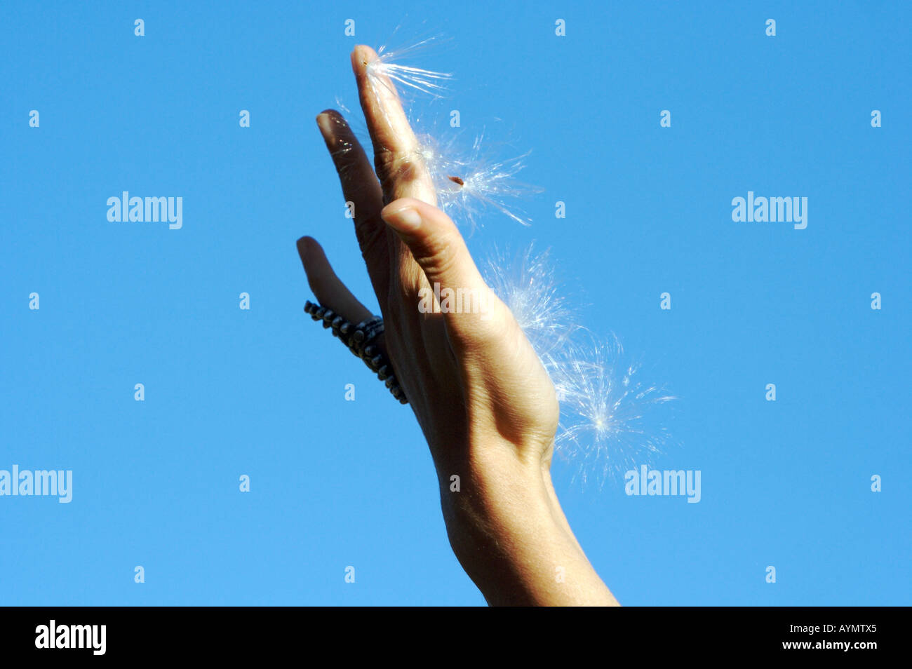 Woman's hand with milkweed, reaching for the sky Stock Photo