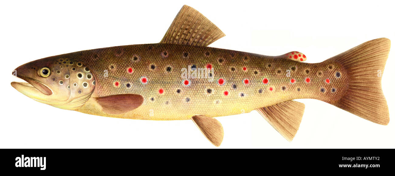 Brown Trout (Salmo trutta fario), young specimen, drawing Stock Photo