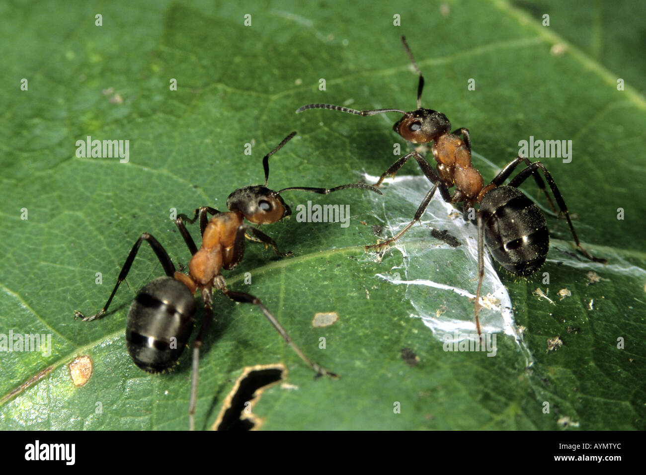 Small Red Wood Ant (Formica polyctena), two workers on leaf Stock Photo