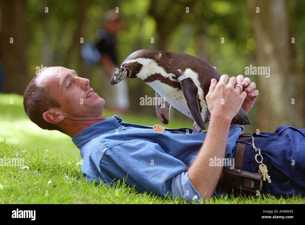 Dave the South American Humbolt Penguin on walkabout at Newquay Zoo in Cornwall UK with keeper John Meek Stock Photo