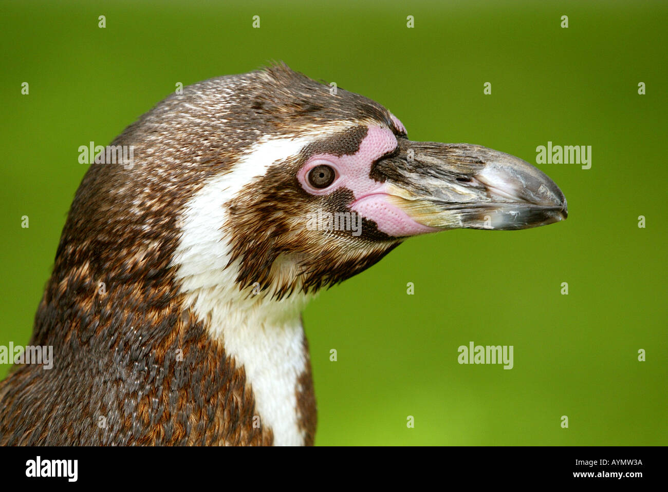 South American Humbolt Penguin Stock Photo