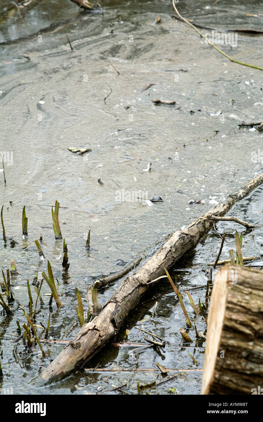 A polluted pond, UK. Stock Photo