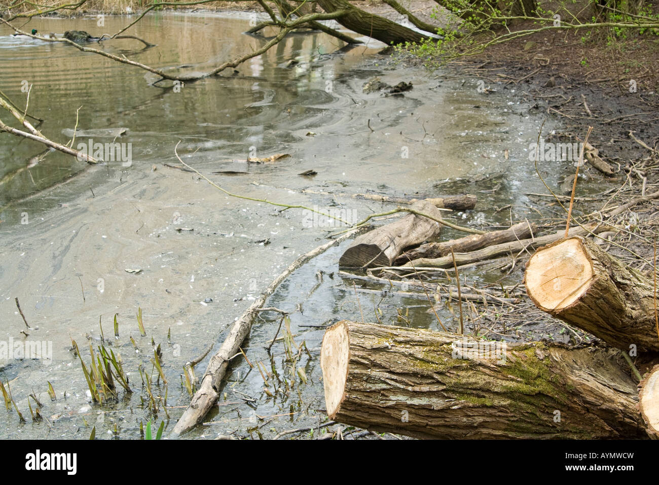 A polluted pond, UK. Stock Photo