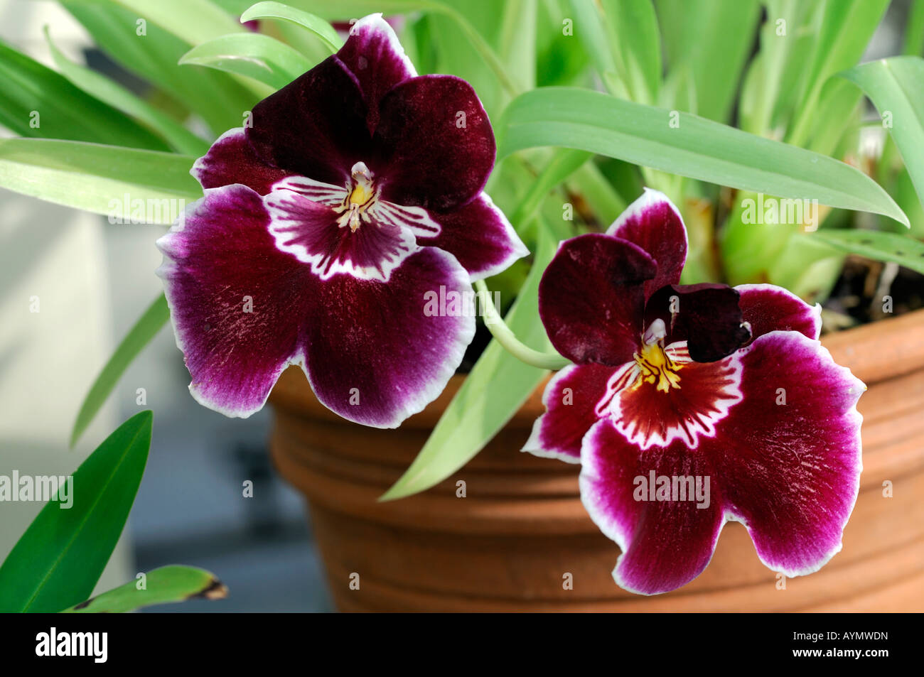 Miltonia Orchid Flowers Two Blossom Bloom Hybrid Closeup Close Up Stock Photo Alamy