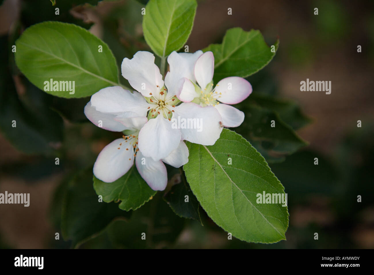 Hybrid Apple Blossom 'Polka', with a small jumping spider perched on the edge Stock Photo