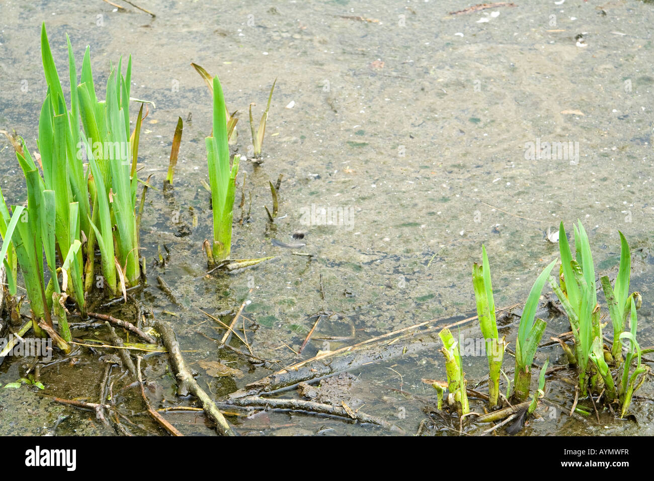 A polluted pond, UK. Stock Photo