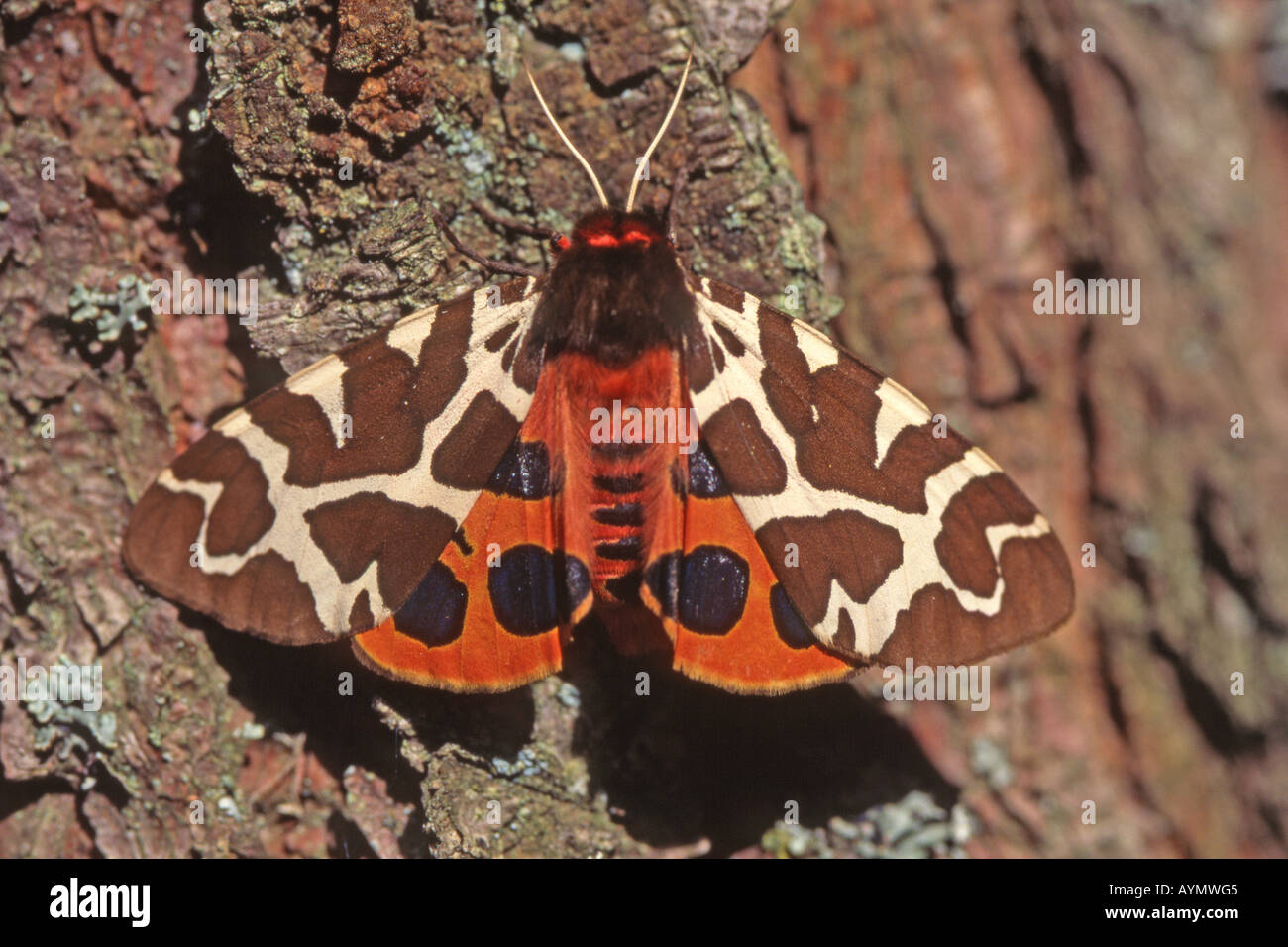 Garden Tiger Moth (Arctia caja), adult on bark Stock Photo