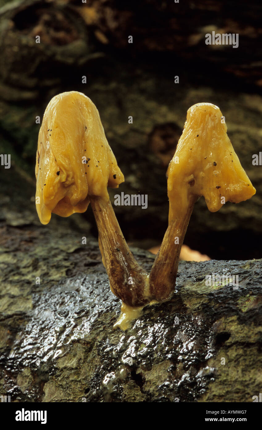 Fungi fungus decomposing hi-res stock photography and images - Alamy