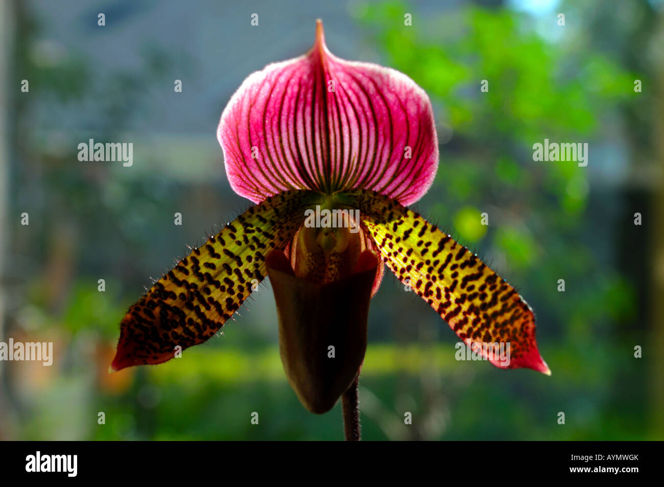 Orchid flower: Paphiopedilum Lady's Slipper. Stock Photo
