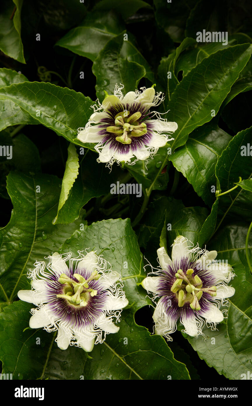 Passion Fruit Flower Passiflora edulis Stock Photo Alamy