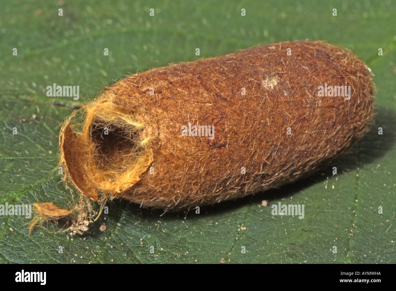 Oak Eggar (Lasiocampa quercus),open cocoon Stock Photo