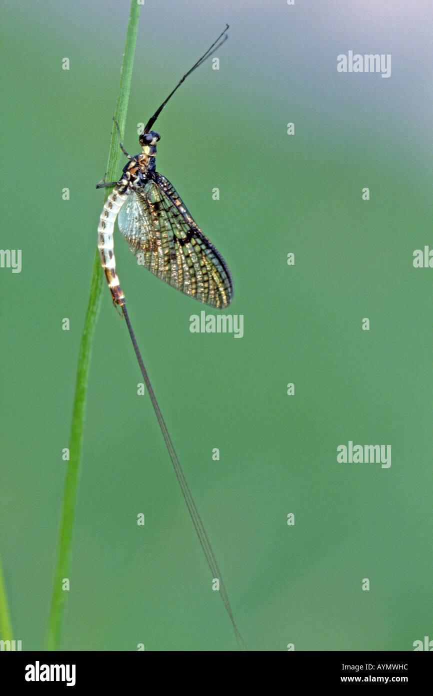 Mayfly, Green Drake, Black Drake, Grey Drake (Ephemera danica), adult on reed Stock Photo