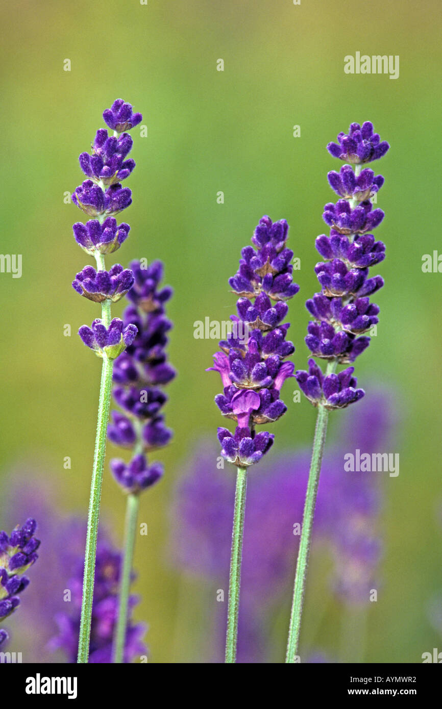 English Lavender (Lavandula angustifolia, Lavandula vera, Lavandula officinalis), flowers Stock Photo