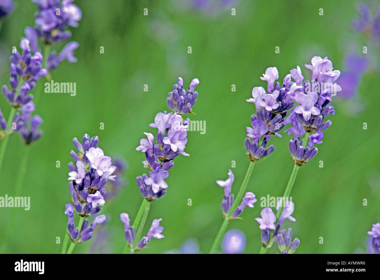 English Lavender (Lavandula angustifolia, Lavandula vera, Lavandula officinalis), flowers Stock Photo