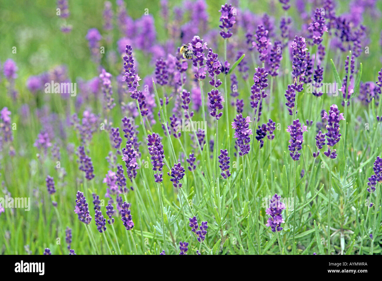 English Lavender (Lavandula angustifolia, Lavandula vera, Lavandula