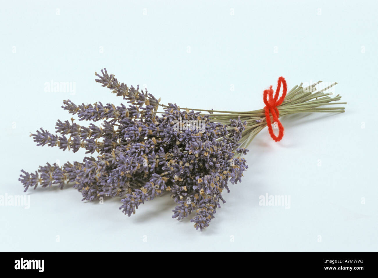 English Lavender (Lavendula angustifolia), flowering stems, studio