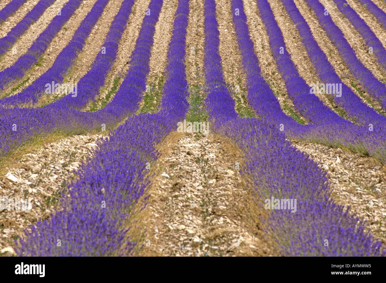 Field with flowering English Lavender (Lavandula angustifolia, Lavandula vera, Lavandula officinalis) Stock Photo
