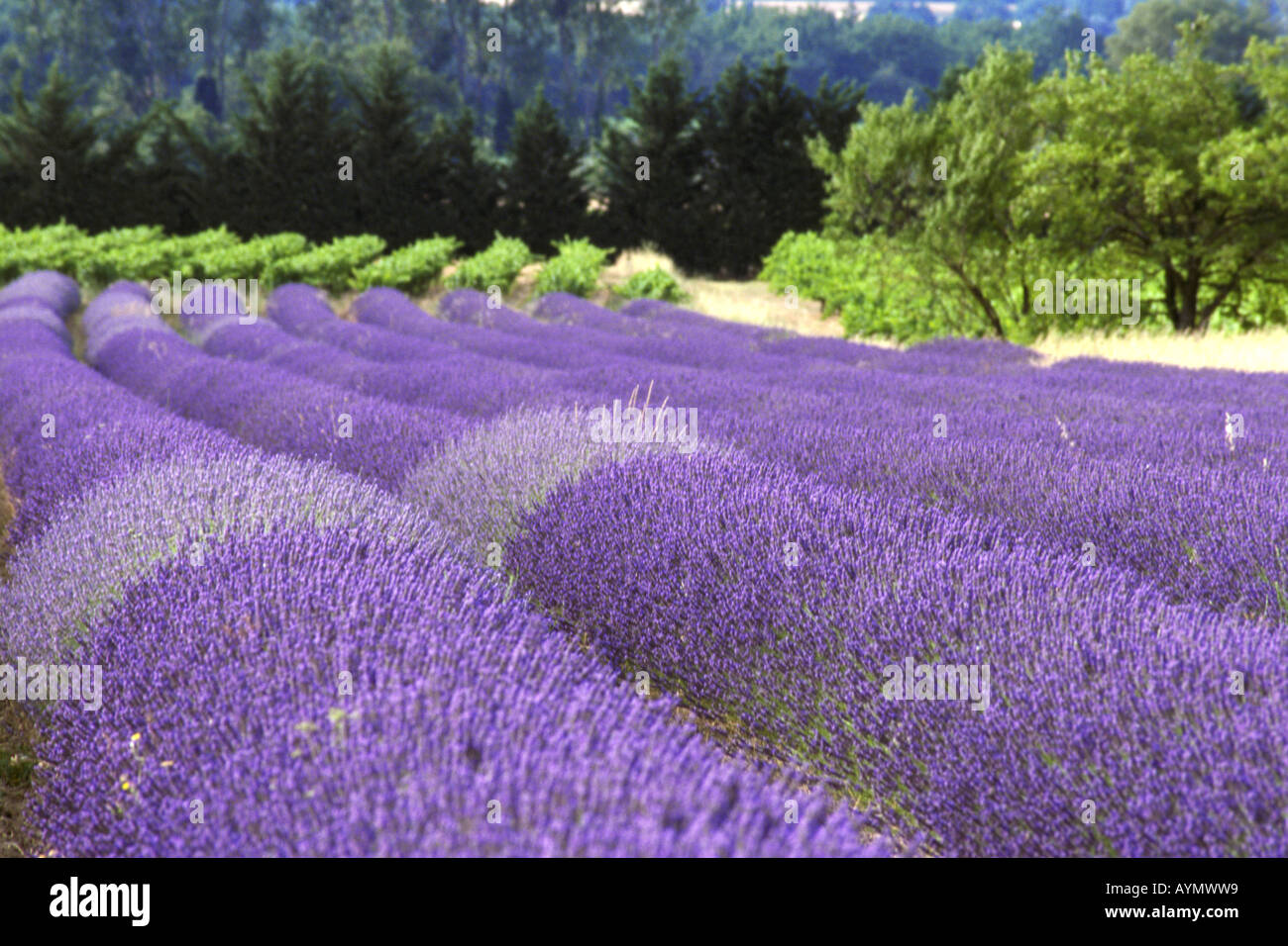 English Lavender (Lavandula angustifolia, Lavandula vera, Lavandula officinalis), flowering field Stock Photo