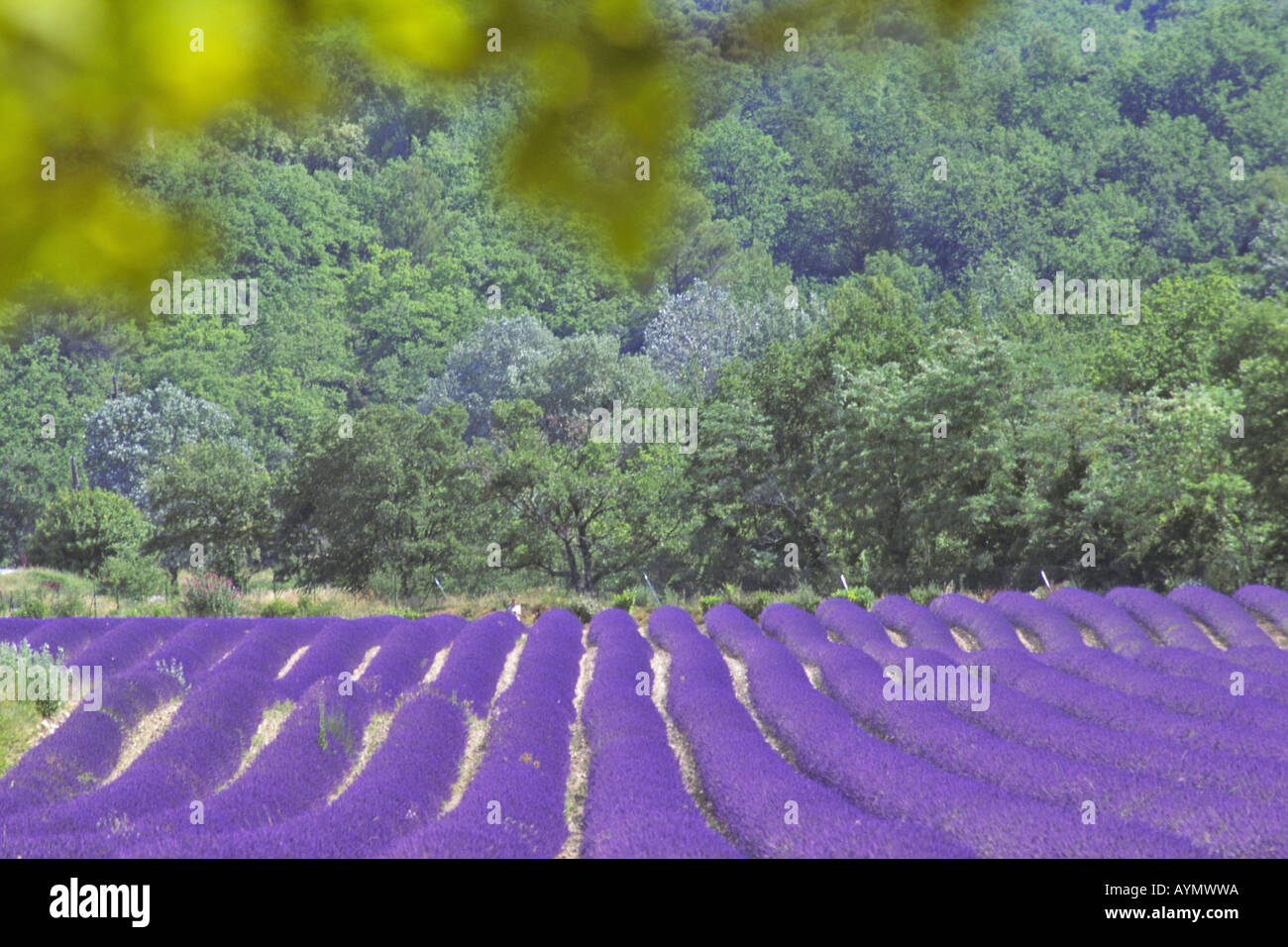 English Lavender (Lavandula angustifolia, Lavandula vera, Lavandula officinalis), flowering field Stock Photo
