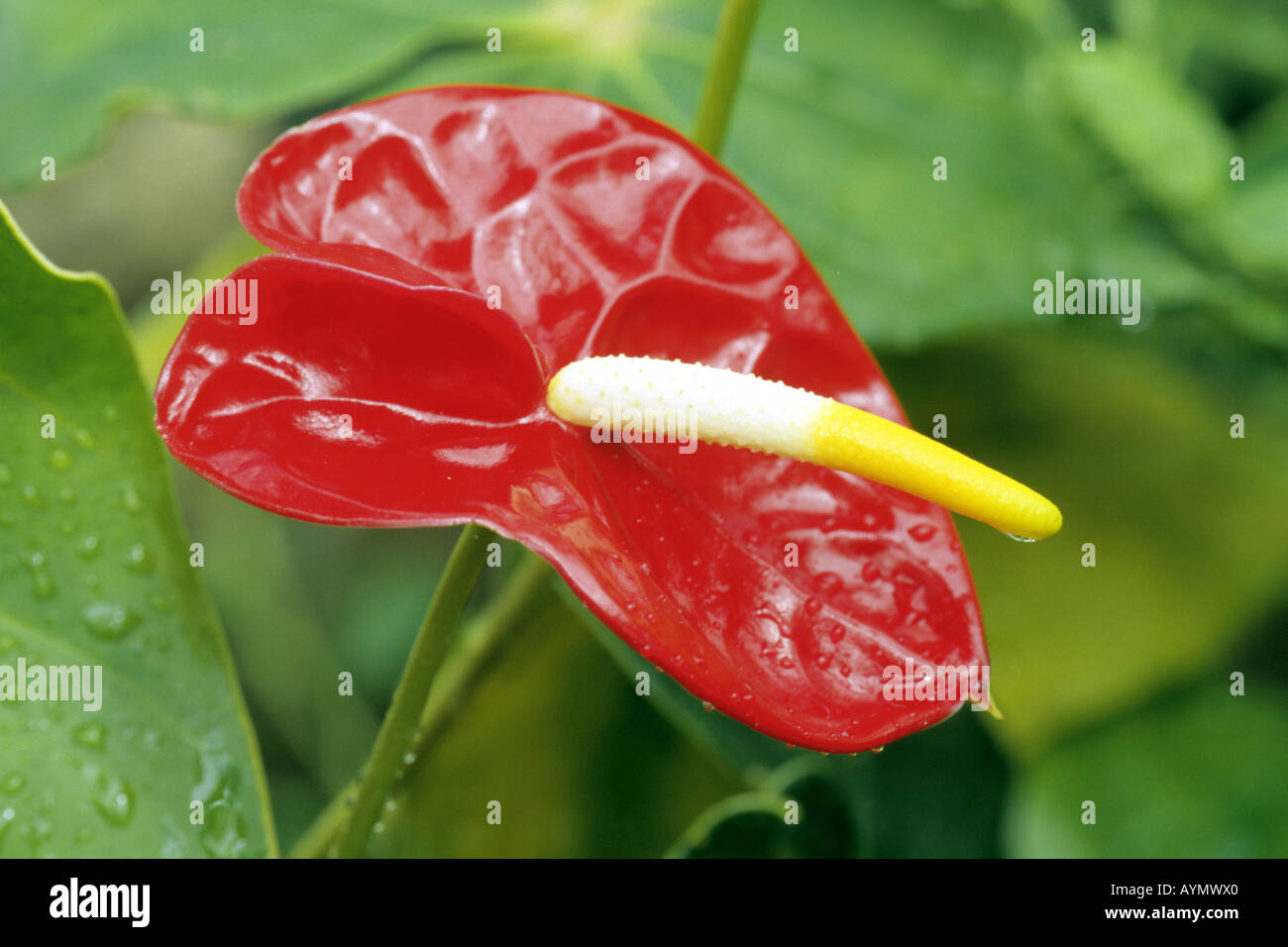 Anthurium tropical flowers hi-res stock photography and images - Alamy