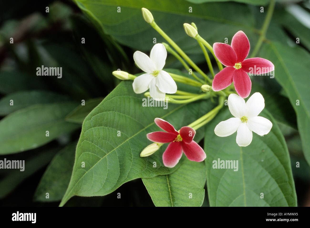Rangoon Creeper (Quisqualis indica) flowering Stock Photo
