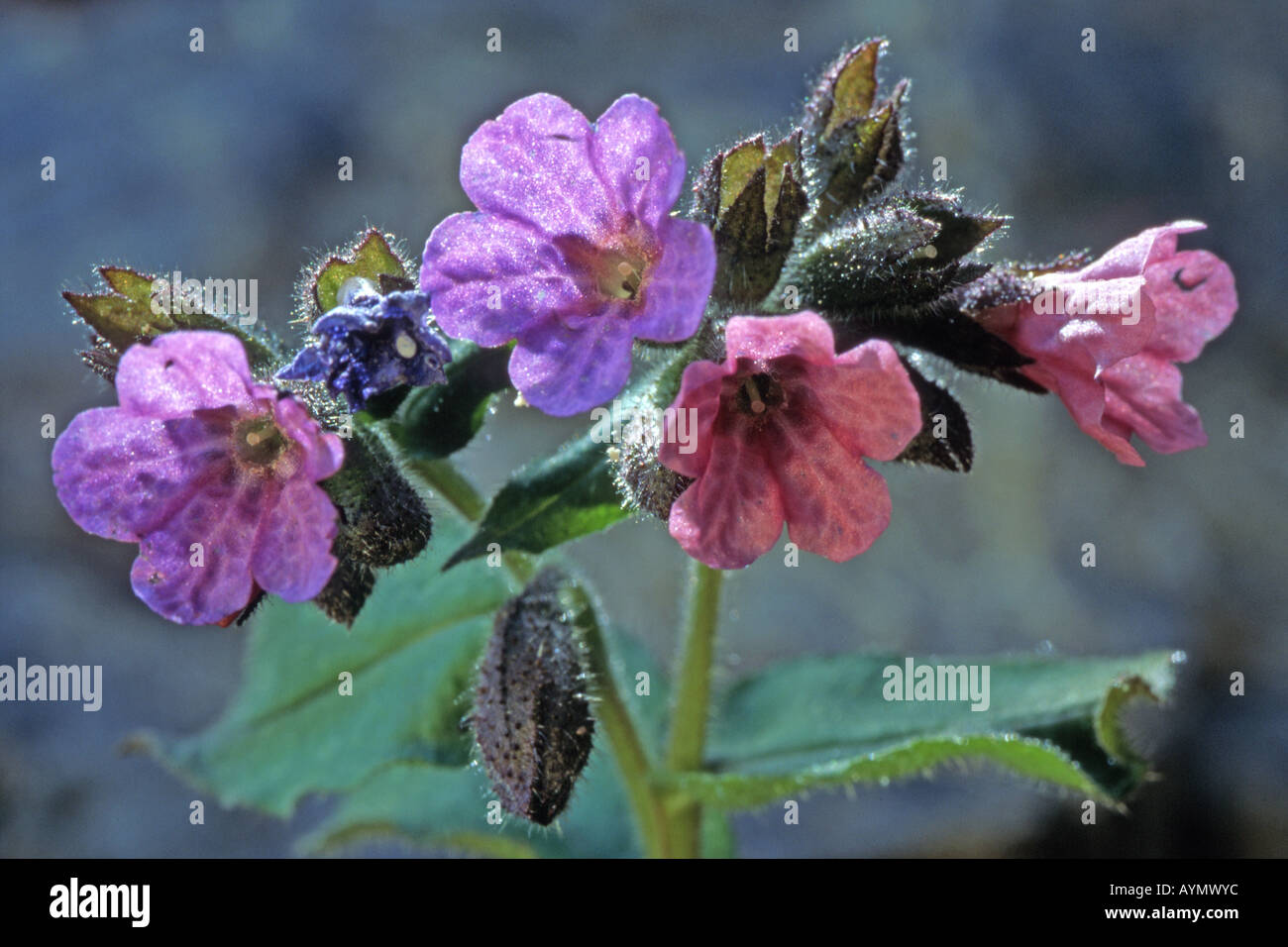 Jerusalem Cowslip, Lungwort, Soldiers and Sailors, Spotted Dog (Pulmonaria officinalis), flowers Stock Photo