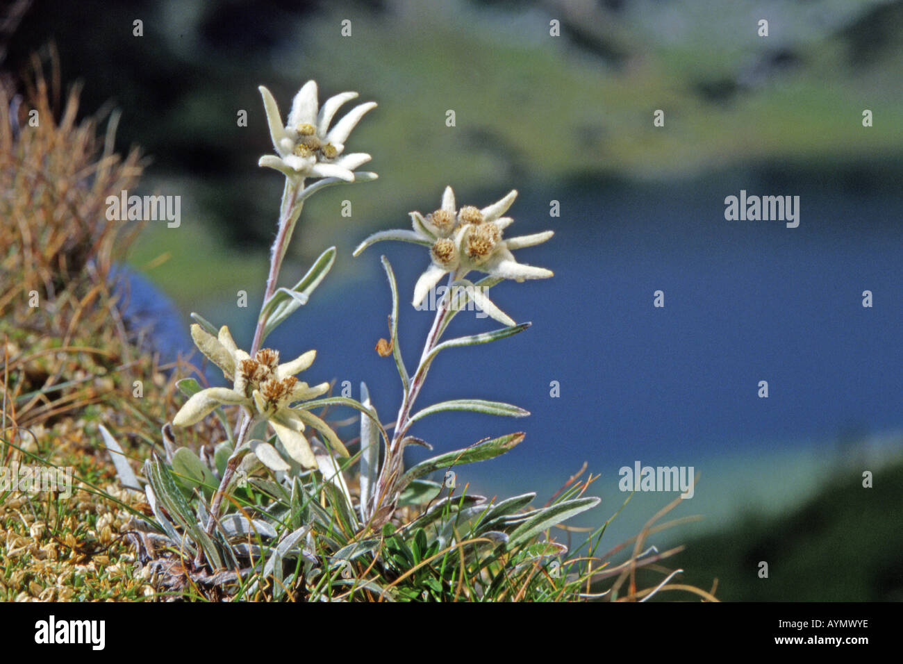 Edelweiss Leontopodium alpinum flowering Stock Photo
