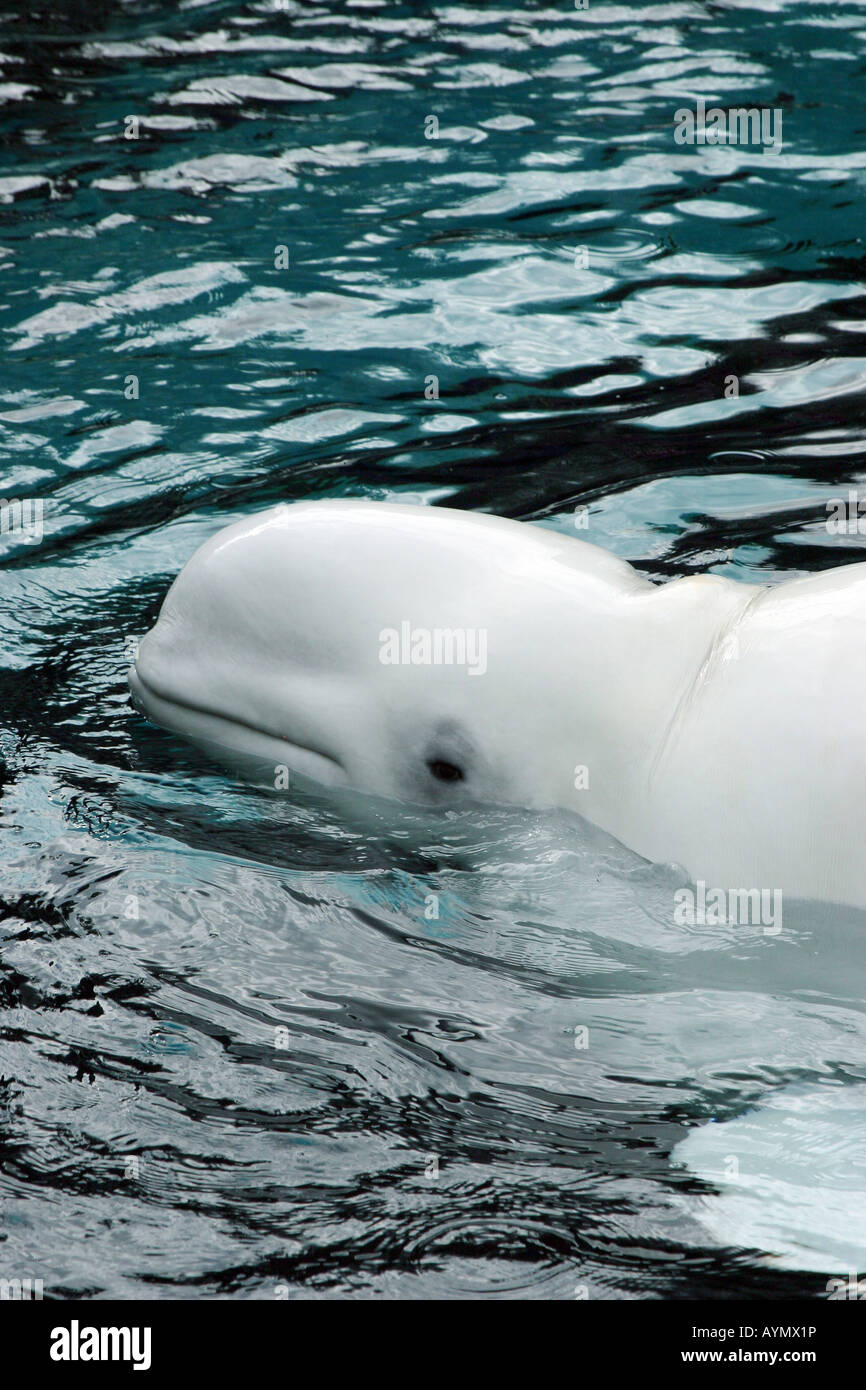 Beluga whale arctic hi-res stock photography and images - Alamy