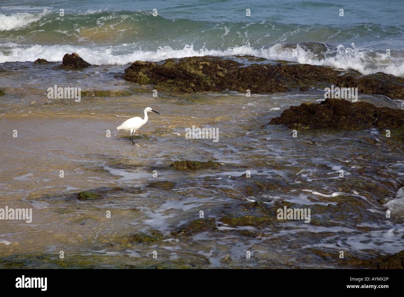 Little Egret in rock pool on the coast of Fuerteventura, Canary Islands, Spain Stock Photo