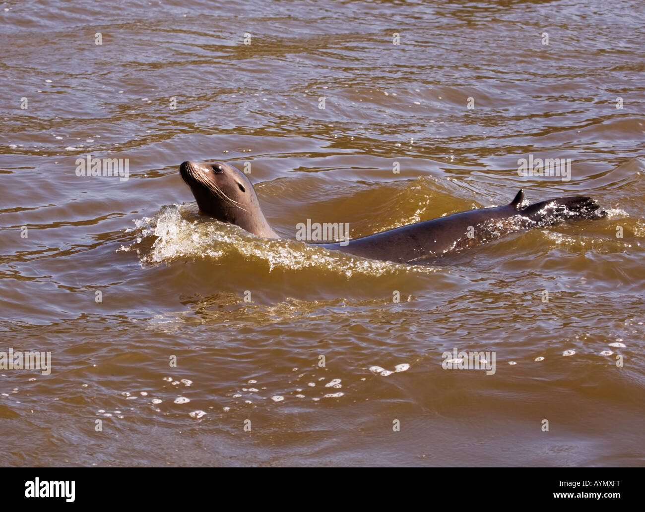 Sealion swimming  in lake water,England,UK Stock Photo