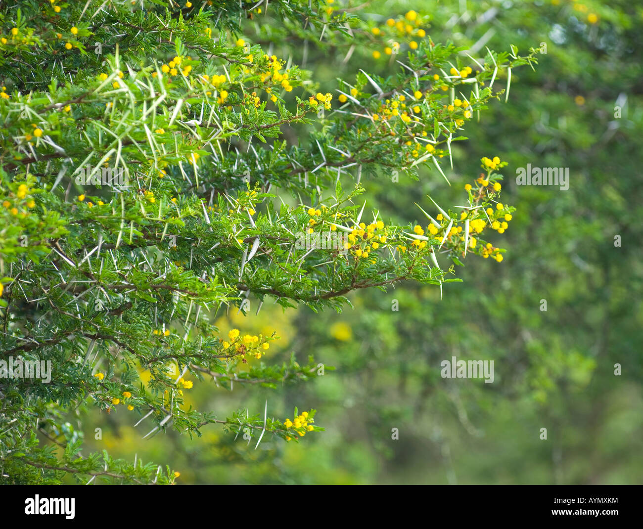 Thorn tree South Africa Stock Photo - Alamy