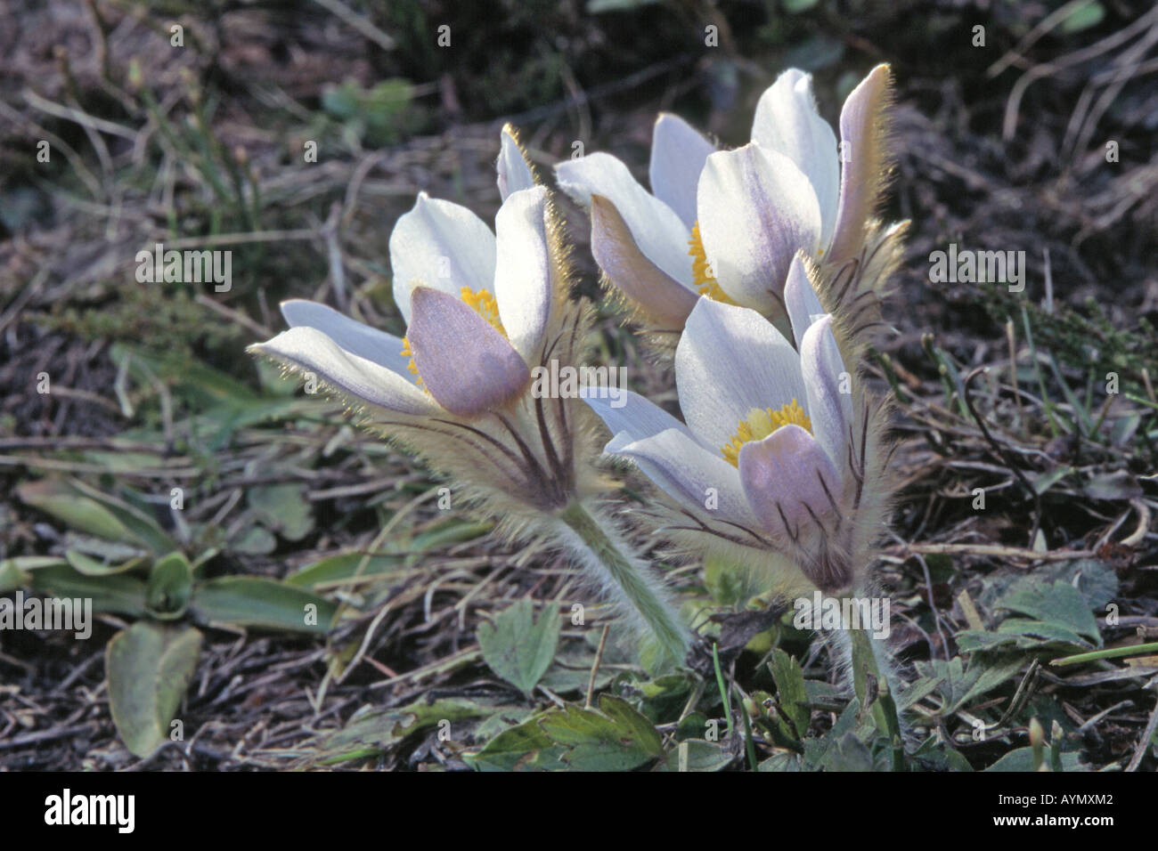 Spring Pasque flower (Pulsatilla vernalis), flowering plant Stock Photo